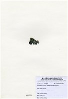 藏品(寬珊藻)的圖片